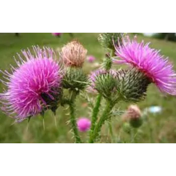 Natural  Milk Thistle